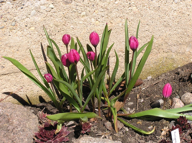 Tulipa pulchella violacea