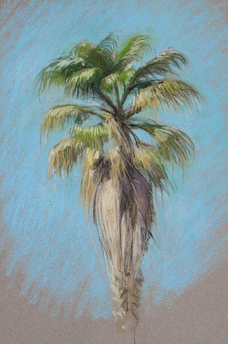 Washingtonia-palm by Spencer Mackay