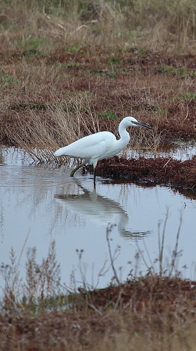 Little Egret Pegwell Bay by Kinzler Pegwell