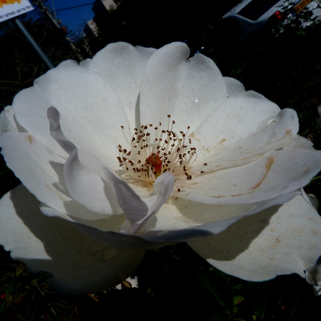 11-02-2012-white-rose