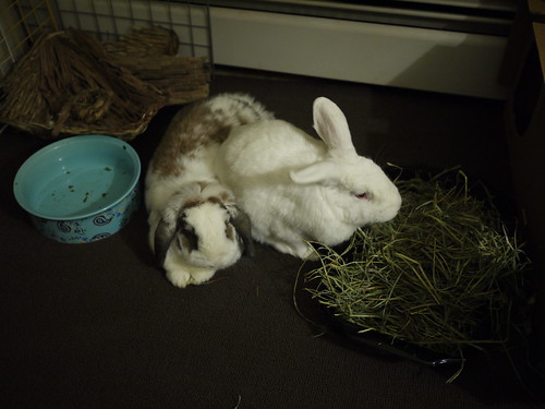 gus sits on betsy while eating hay