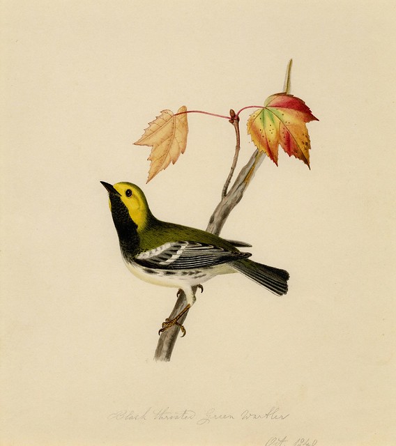 Black throated green warbler