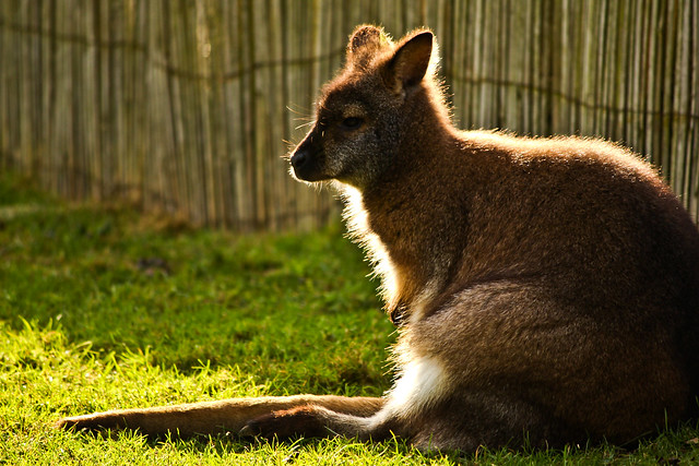Kangaroo Relaxing