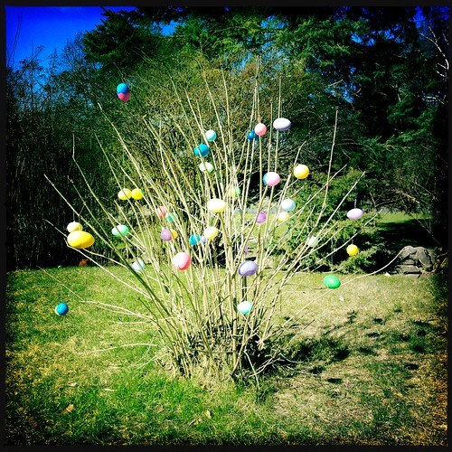 The rare rural Easter shrub bursts into eggy flower on bright spring days.