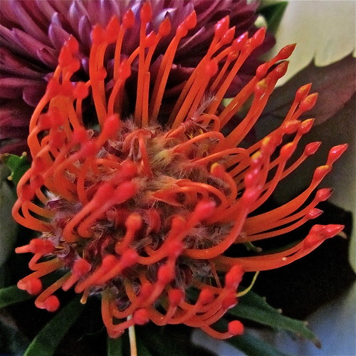 An Unusual Protea Flower by Irene.B.