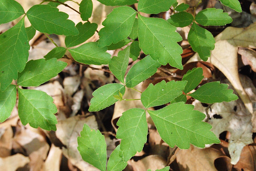 Fragrant sumac has leaves that resemble those of poison ivy but doesn't have a stem on its central leaflet.