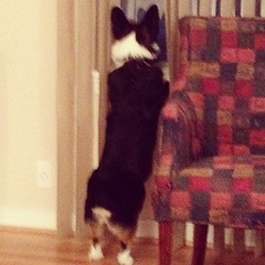 Feb 29, 2012 - leap day! I have the cutest dog!