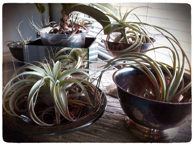 Airplants in tarnished silver vessels