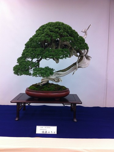 Seta bonsai