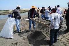 清潔工正在清除路易斯安那州 Fourchon 海灘的焦油，2012年3月20日。（Elizabeth H. Bordelon 攝影/美國海岸防衛隊提供）