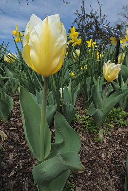 Missouri Botanical Garden (Shaw's Garden), in Saint Louis, Missouri, USA - yellow tulips