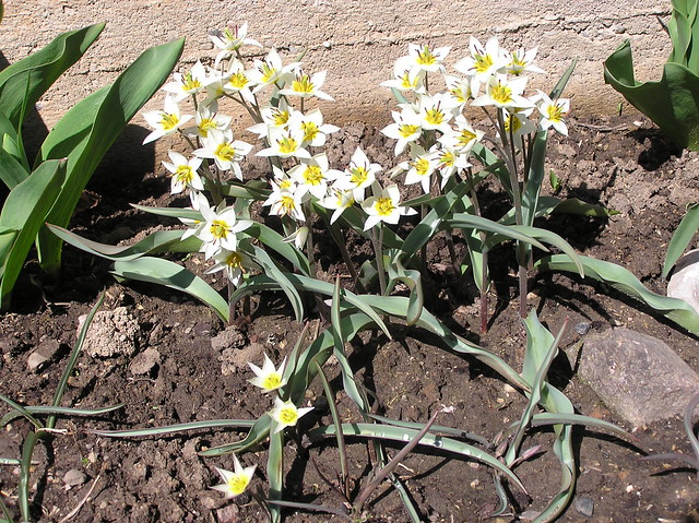 Tulipa turkestanica and Tulipa biflora