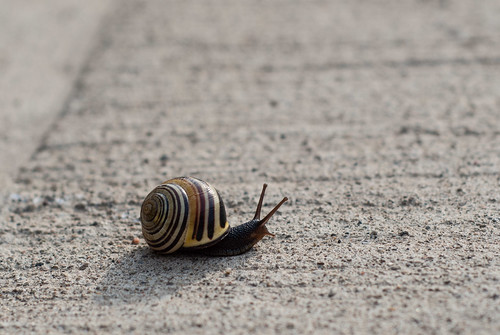 Spring city snail - #119/365 by PJMixer