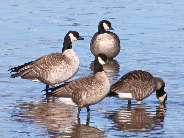 Cackling Geese at White Oak Park 11