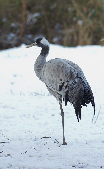 common crane in the snow