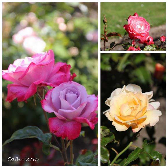 Rose Garden Invercargill Nzealand_10