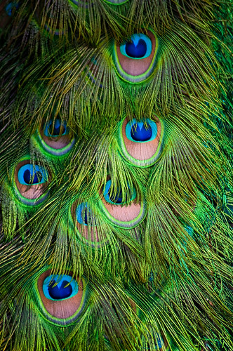 Peacock Pattern And Color by DisHippy