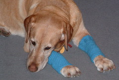 Crocheted Dog Leggings