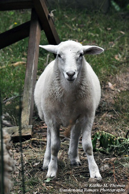 Bella, our lamb