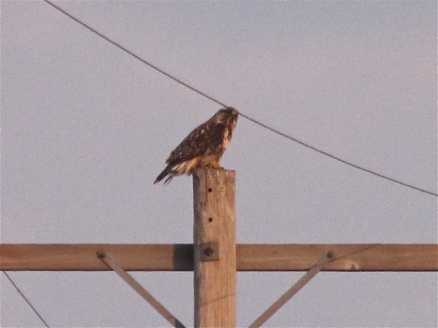 Rough-legged Hawk in Woodford County 01