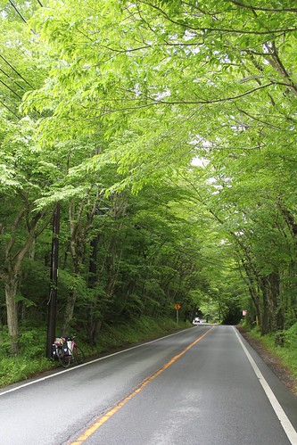 Cycling through the green tunnel 緑のトンネルを自転車で