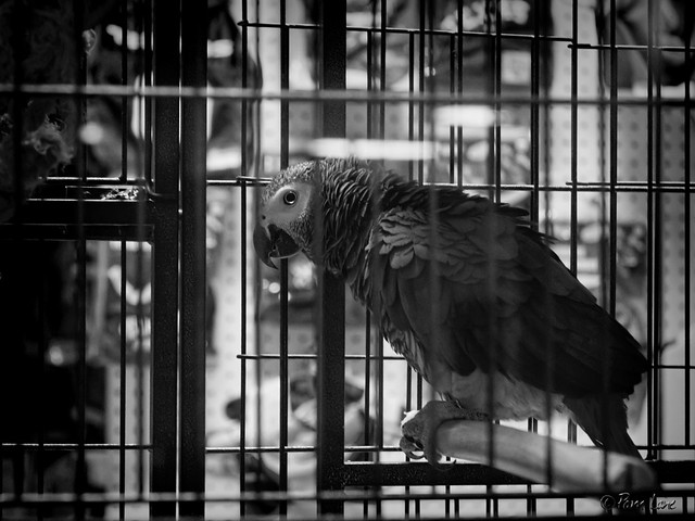 Pets and Grooming parrot