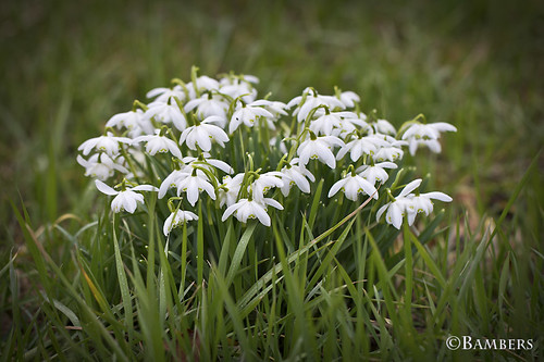 Snowdrops. by BambersImages