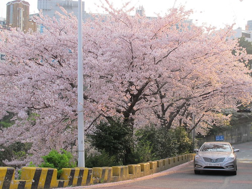 Cherry Blossoms! 