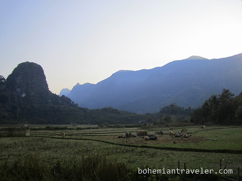 view of cows grazing near Muang Ngoi
