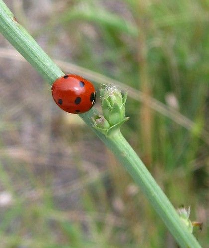 What language to ladybugs speak?