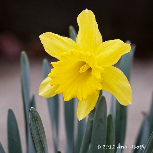 Daffodil  by andiwolfe
