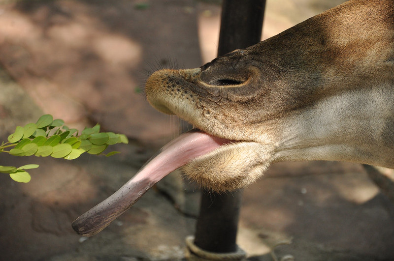 Жираф берет растение своим длинным языком