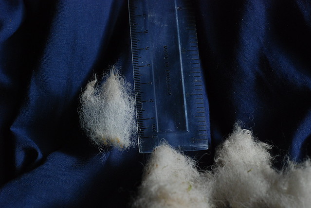 Lock of Wiltshire Horn wool measured for length