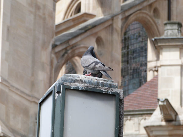 pigeons devant église.jpg