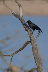 Crow and Guts-49237.jpg by Mully410 * Images