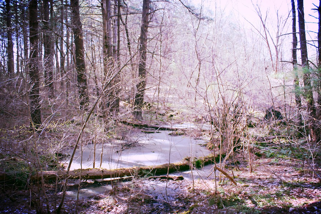 You find a strange stream in the woods.