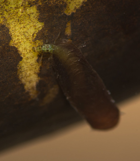 Micro caddisfly larva Agraylea multipunctata 2 edited