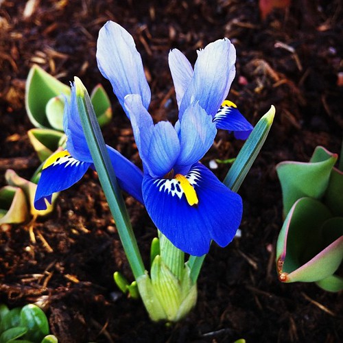 Forget Triffids - it's like Day of the Miniature Irises out there. Suddenly all in bloom at once. Hello spring!