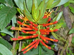 Loranthaceae of Ecuador