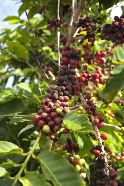 Kauai Coffee Beans