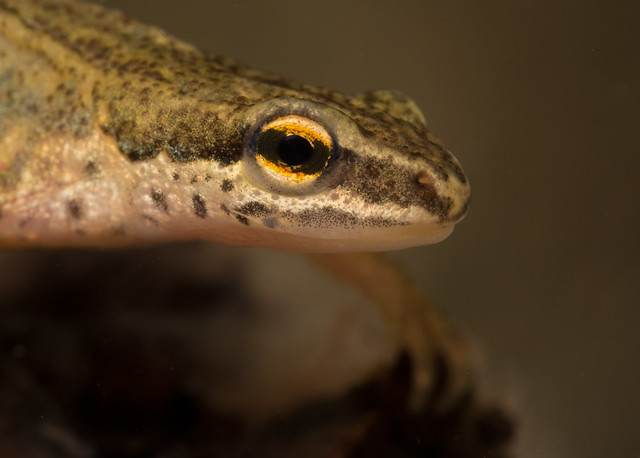 palmate newt from ed pond 2 100mm head shot edited
