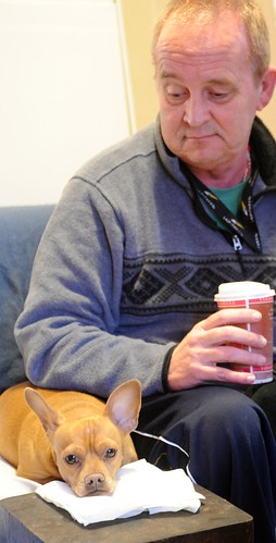 Jagger the dog getting comfy on Steve D's napkin, drinking coffee, Seattle, Washington, USA by Wonderlane