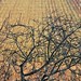 rangs de vigne Morey en hivers - Rows of vine in winter at Morey