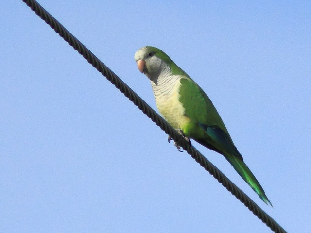 Monk Parakeet near eagle nest 20120202