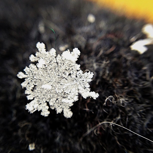 Crystalline #macro #olloclip #snowflake