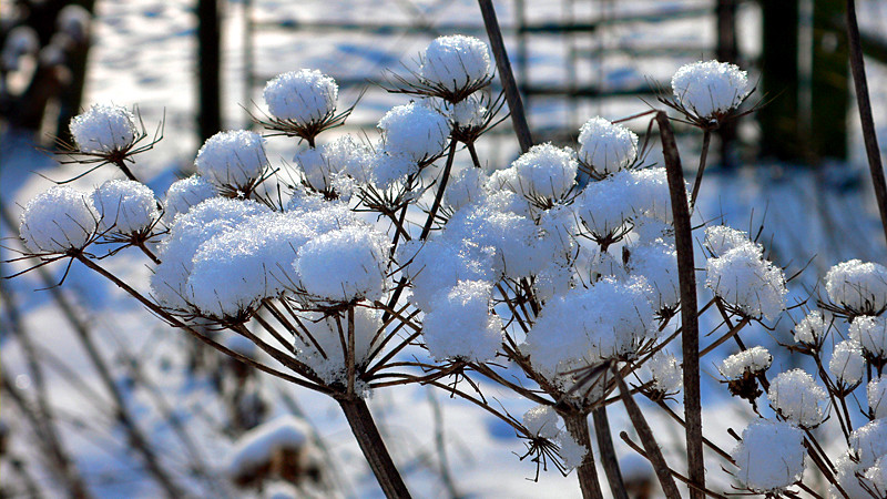 Nature's Snowballs