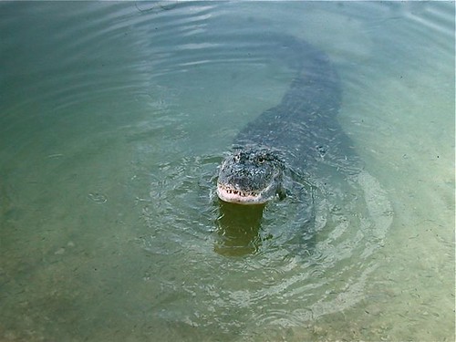 Alligator at Big Pine Key - 