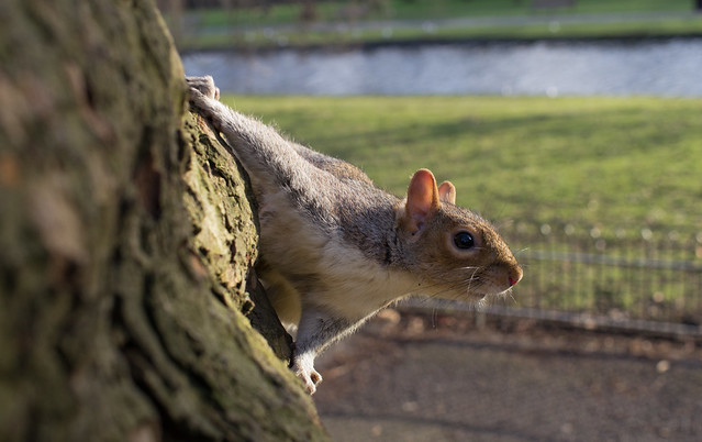 grey squirrel wide angle on tree