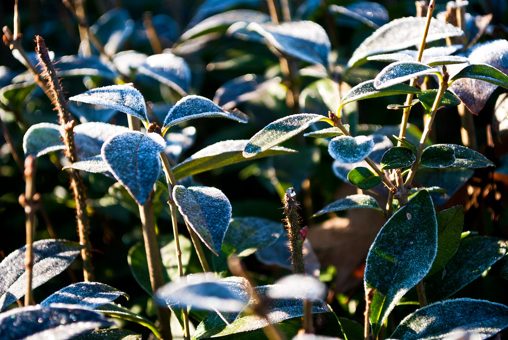 365-229 Frost Leaf