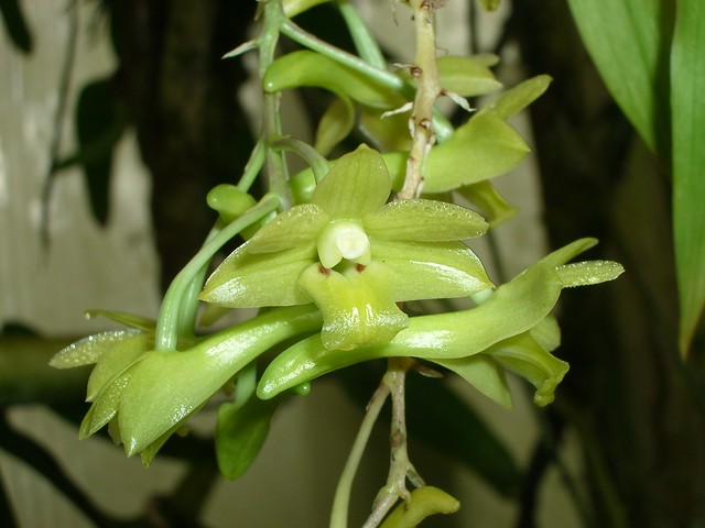 Dendrobium species 2006-11-18 02